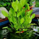 Echinodorus cordifolius im Miniteich