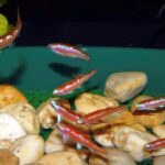 Rainbow Shiners